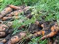 2013-1103-1210_Carrots_12,2C